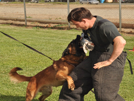 Canine Training